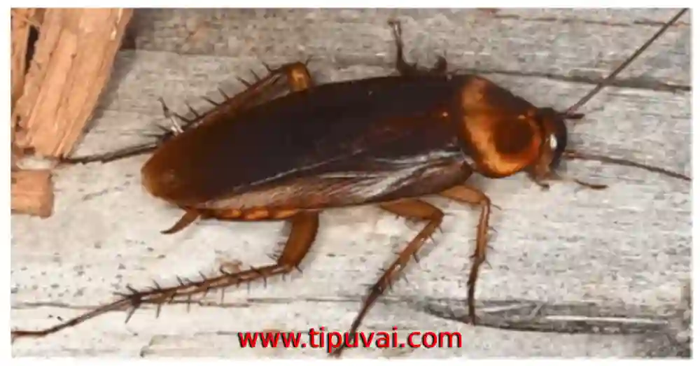 তেলাপোকা যখন আমেরিকান কিংবা জার্মানীর হয়